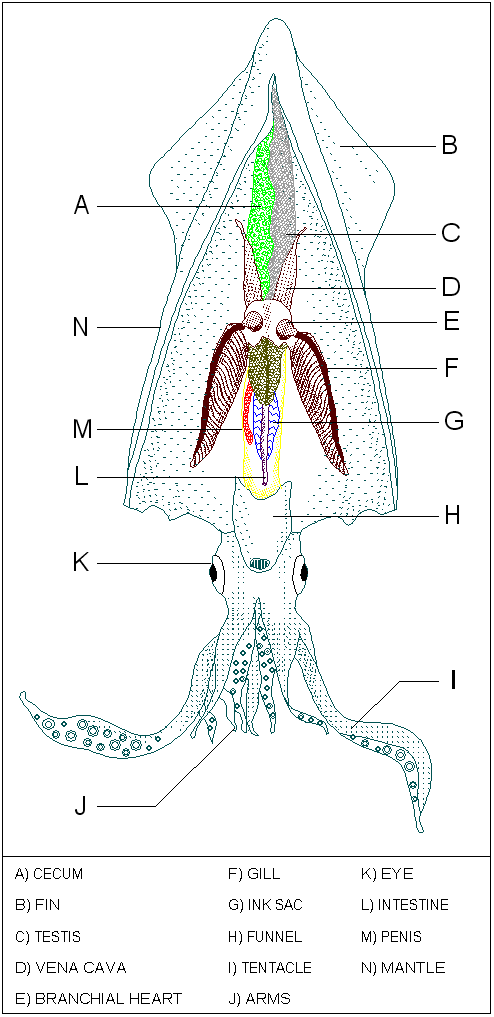 Squid Dissection Lab Companion